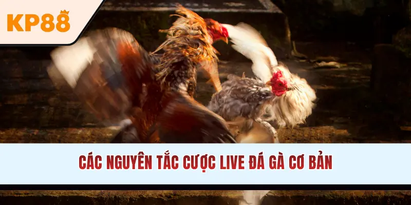 Nguyên tắc cược live đá gà Thomo KP88 cơ bản