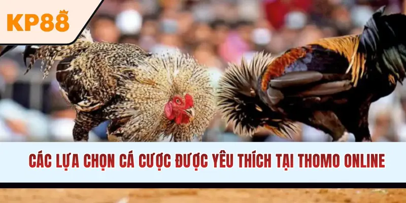Các lựa chọn cá cược được yêu thích nền tảng