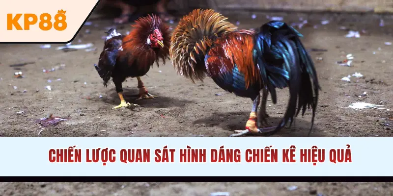 Chiến lược quan sát hình dáng chiến kê hiệu quả