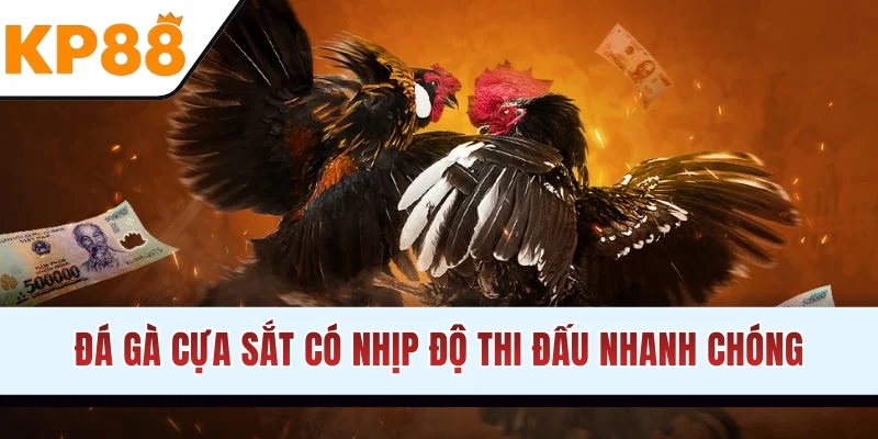 Đá gà cựa sắt có nhịp độ đấu nhanh chóng