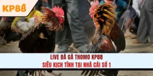 Live đá gà thomo KP88